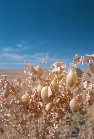 Mature chickpeas in field